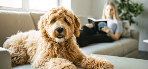 Pets in rental properties – What should the new legislation say?